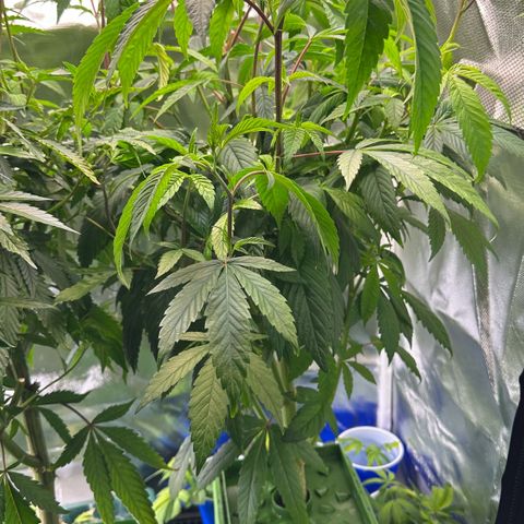 MiscxLAZ #26 C #2 growlog timeline photo