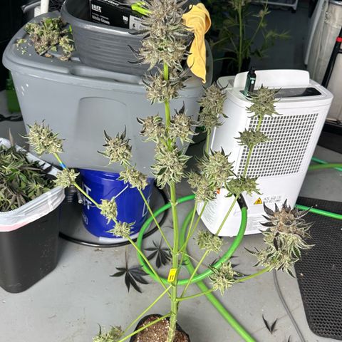 CxLAZ #11 50.28g growlog photo: Harvest day