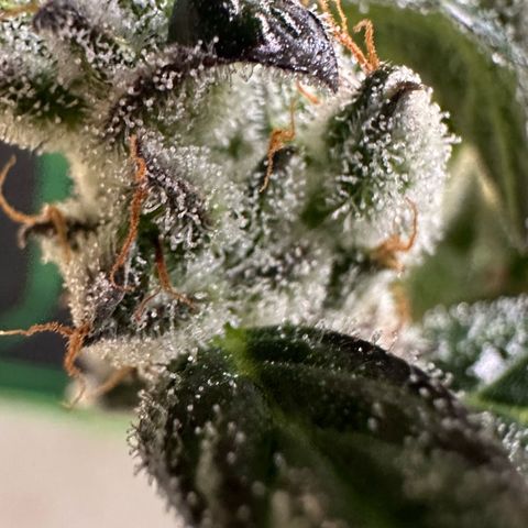 Auto Think Different  #1 growlog timeline photo