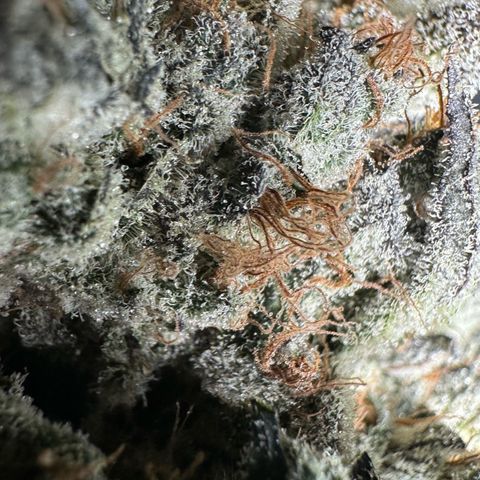CxLAZ #24 37.13g growlog timeline photo