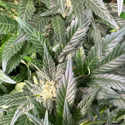 Fuel D.OG #2 Female 49.44g M growlog timeline photo