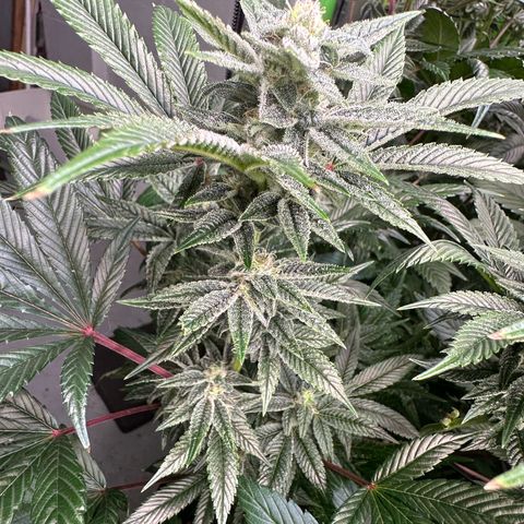 MiscxLAZ #26 C #1 47.15g growlog timeline photo