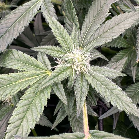 MiscxLAZ #08 C #1 growlog timeline photo