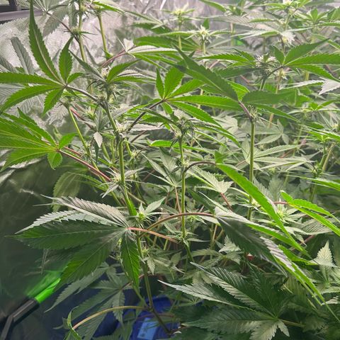 CxLAZ #03 C #1 58.58g growlog timeline photo