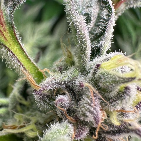 MiscxLAZ #37 C growlog timeline photo