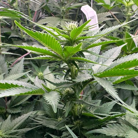 Fuel D.OG #1 Female 47.36g growlog timeline photo