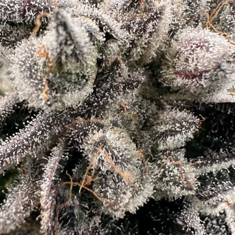 Misc x (LA Kush x Zkittles) #29 25.69g growlog timeline photo