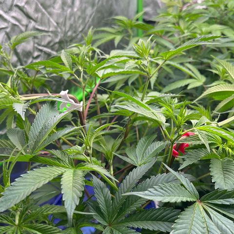 CxLAZ #03 C #1 58.58g growlog timeline photo