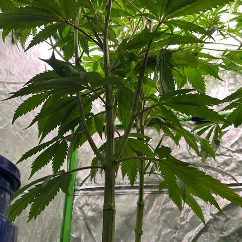 MiscxLAZ #22 C 42.33g growlog timeline photo