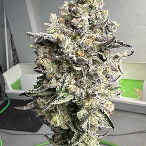 CxLAZ #24 37.13g growlog photo: Harvest day