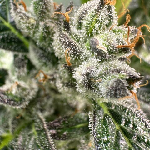 Auto Think Different  #1 growlog timeline photo