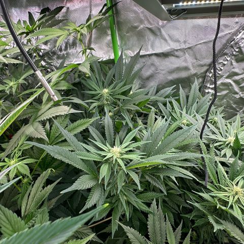 Fuel D.OG #2 Female 49.44g M growlog timeline photo