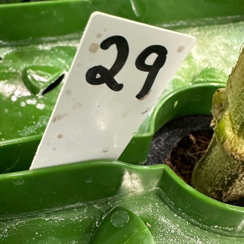 MiscxLAZ #29 C growlog timeline photo