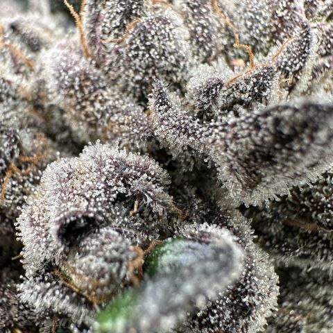 Misc x (LA Kush x Zkittles) #27 33.12g growlog timeline photo