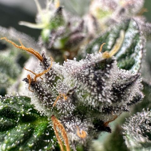 Auto Think Different  #1 growlog timeline photo