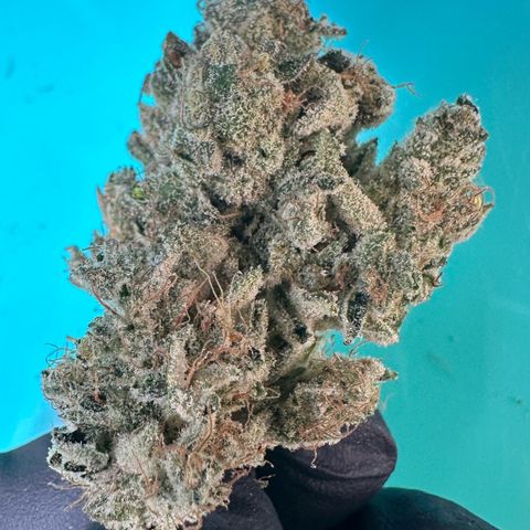 CxLAZ #15 52g growlog photo: Seeded bud