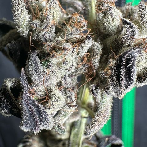 Misc x (LA Kush x Zkittles) #10 growlog photo: Moved to plastic bag