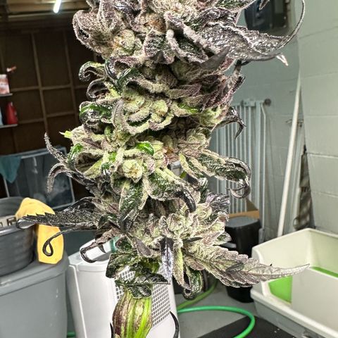 Misc x (LA Kush x Zkittles) #27 33.12g growlog photo: Harvest day