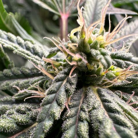 Fuel D.OG #2 Female 49.44g M growlog timeline photo