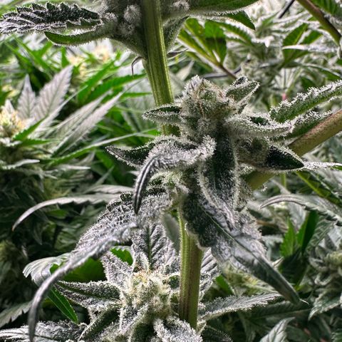 MiscxLAZ #29 C growlog timeline photo