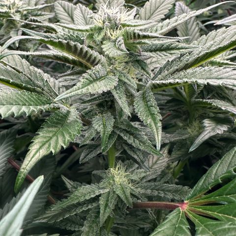 MiscxLAZ #22 C 42.33g growlog timeline photo