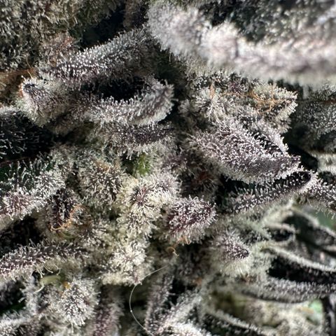 Misc x (LA Kush x Zkittles) #29 25.69g growlog timeline photo