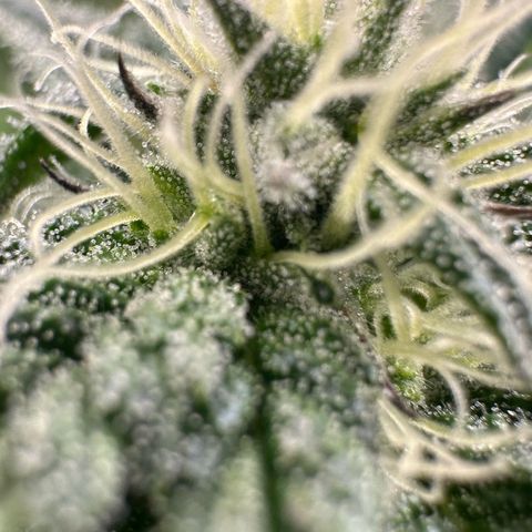 MiscxLAZ #29 C growlog timeline photo