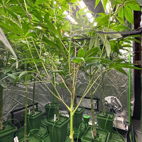 MiscxLAZ #26 C #1 47.15g growlog timeline photo