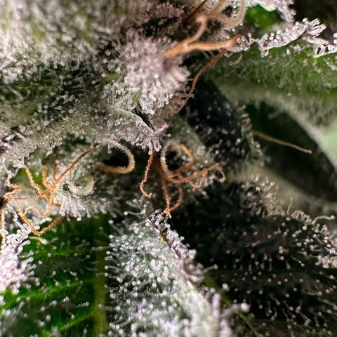 MiscxLAZ #29 C growlog timeline photo