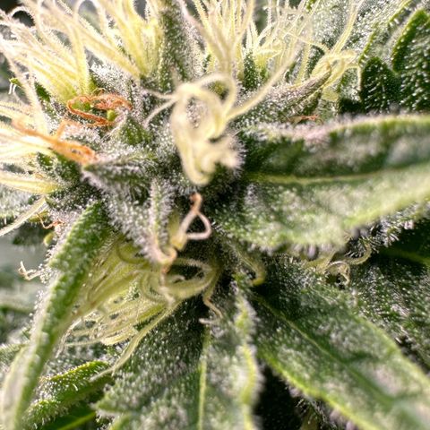 Fuel D.OG #1 Female 47.36g growlog timeline photo