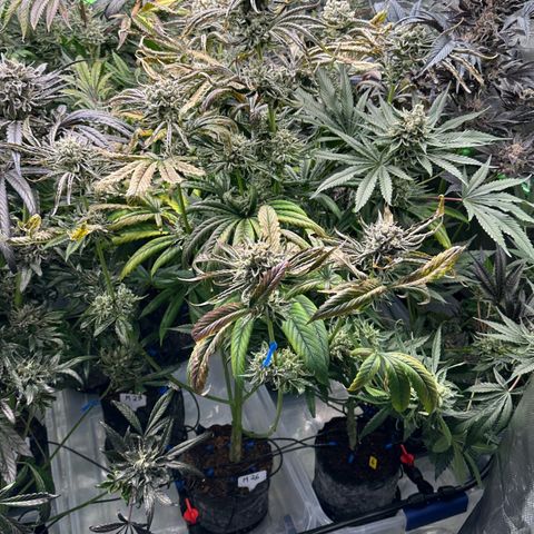Misc x (LA Kush x Zkittles) #26 60.7g growlog timeline photo