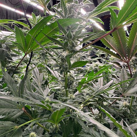 CxLAZ #31 C growlog timeline photo