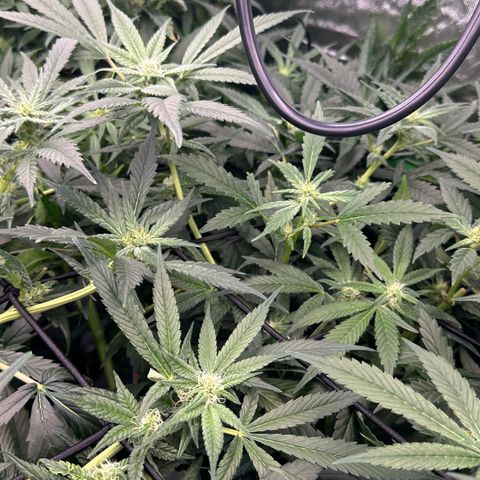 Fuel D.OG #1 Female 47.36g growlog timeline photo