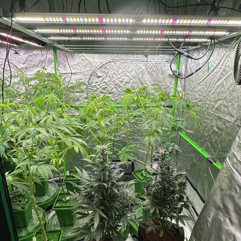 CxLAZ #16 50.72g growlog timeline photo
