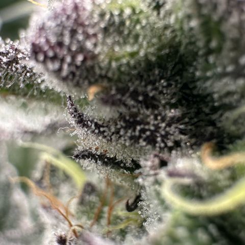 MiscxLAZ #22 C 42.33g growlog timeline photo