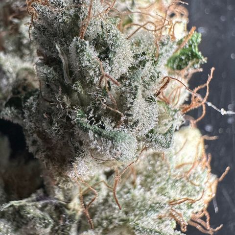 Misc x (LA Kush x Zkittles) #04 10.54g growlog timeline photo