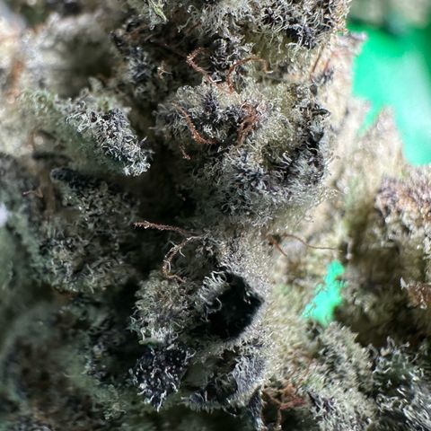 Misc x (LA Kush x Zkittles) #29 25.69g growlog timeline photo