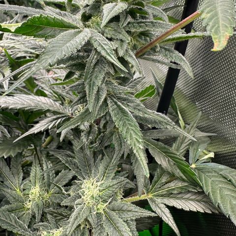 MiscxLAZ #08 C #1 growlog timeline photo