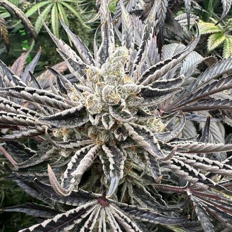 CxLAZ #16 50.72g growlog timeline photo