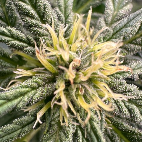Fuel D.OG #1 Female 47.36g growlog timeline photo