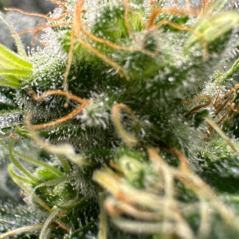 Fuel D.OG #1 Female 47.36g growlog timeline photo