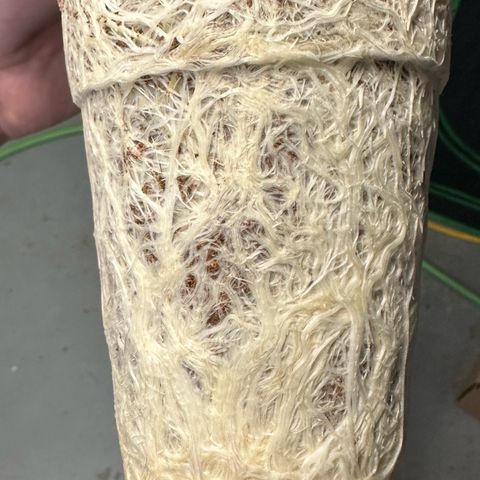 MiscxLAZ #22 C 42.33g growlog photo: Transplanted into 1gal