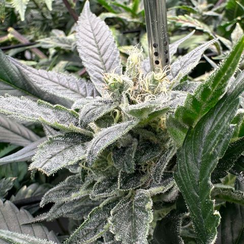 MiscxLAZ #08 C #1 growlog timeline photo