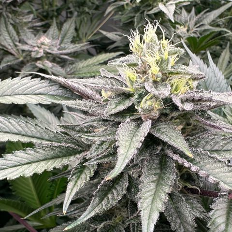 CxLAZ #03 C #1 58.58g growlog timeline photo