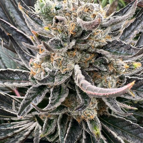 CxLAZ #31 58.75g growlog timeline photo