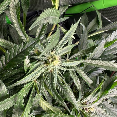 Fuel D.OG #2 Female 49.44g M growlog timeline photo