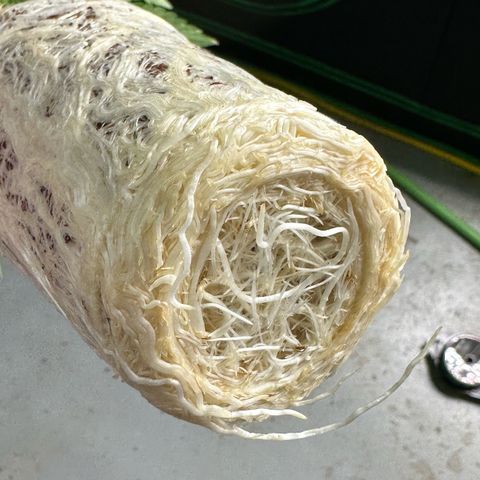 CxLAZ #31 C growlog timeline photo