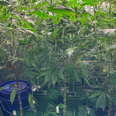 Fuel D.OG #1 Female 47.36g growlog timeline photo