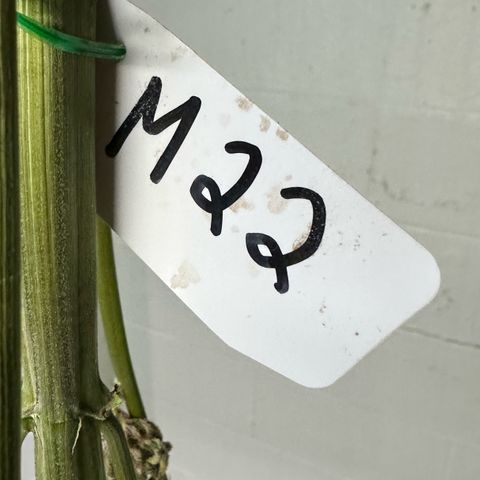 Misc x (LA Kush x Zkittles) #22 34.14g growlog photo: Moved to plastic bag