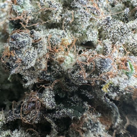 CxLAZ #24 37.13g growlog timeline photo
